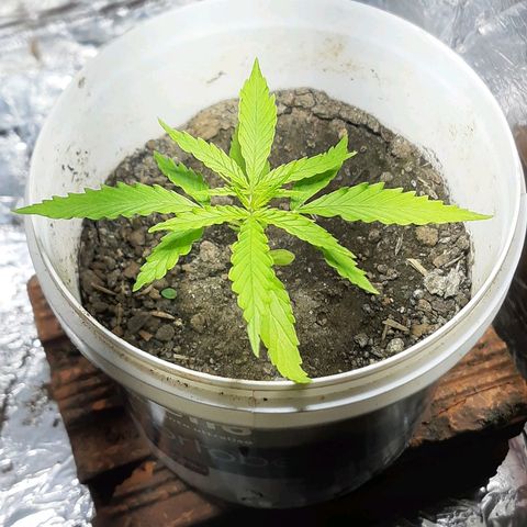 Pren_1 growlog timeline photo