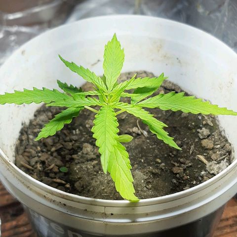 Pren_1 growlog timeline photo