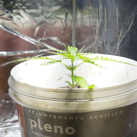 Pren_1 growlog timeline photo