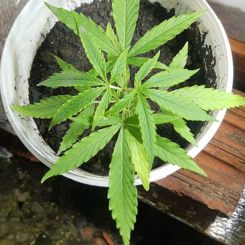 Pren_1 growlog timeline photo