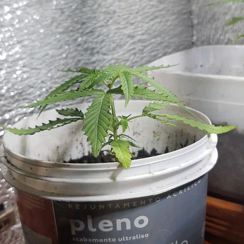 Pren_1 growlog timeline photo