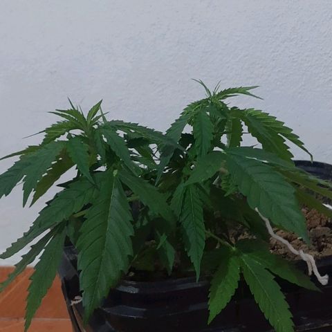Pren_2/purple(?) growlog timeline photo