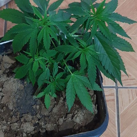 Pren_2/purple(?) growlog timeline photo