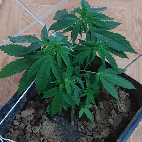 Pren_2/purple(?) growlog timeline photo