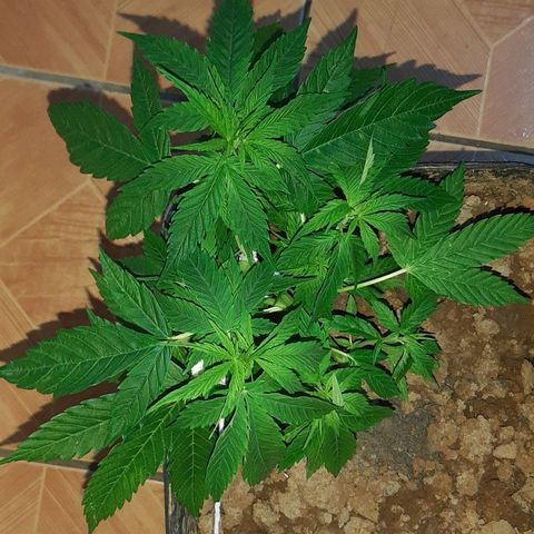 Pren_2/purple(?) growlog timeline photo