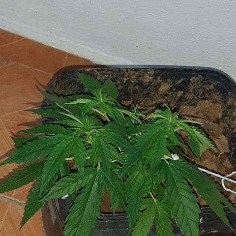 Pren_2/purple(?) growlog timeline photo