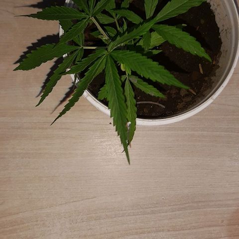 Pren_1 growlog timeline photo