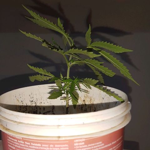Pren_1 growlog timeline photo