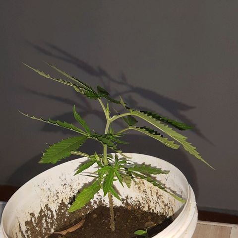 Pren_1 growlog timeline photo