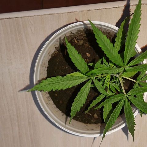 Pren_1 growlog timeline photo