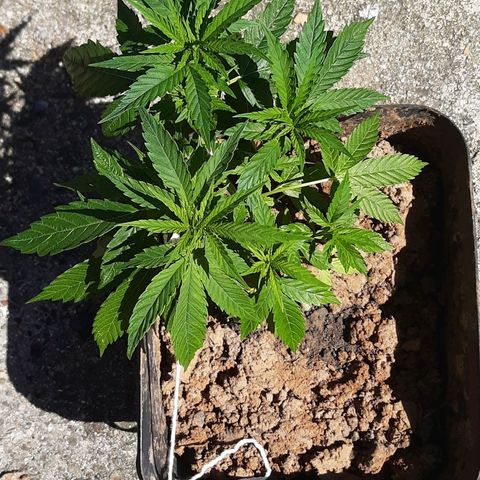 Pren_2/purple(?) growlog timeline photo