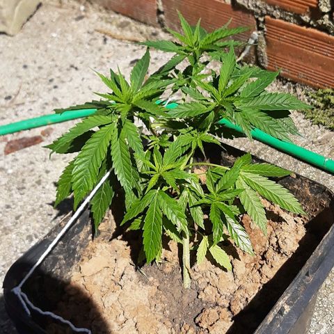 Pren_2/purple(?) growlog timeline photo