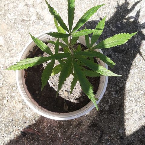 Pren_1 growlog timeline photo