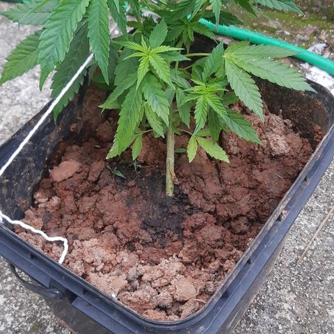 Pren_2/purple(?) growlog photo: Obsv:adionado npk hj, vizualizar se nos próximos dias somem as deficiências.