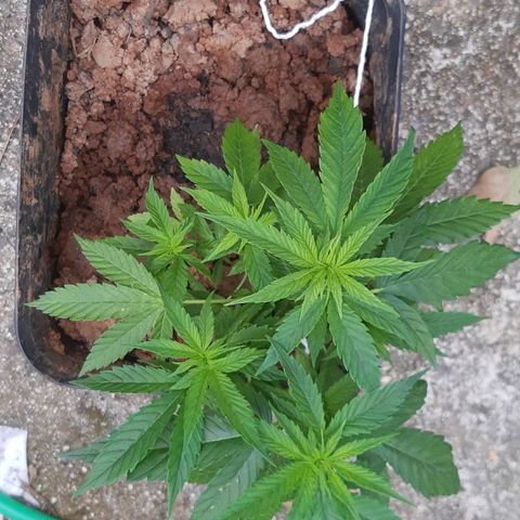 Pren_2/purple(?) growlog photo: Obsv:adionado npk hj, vizualizar se nos próximos dias somem as deficiências.