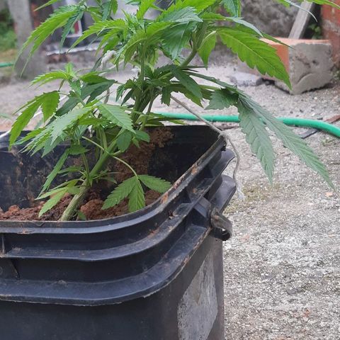 Pren_2/purple(?) growlog photo: Obsv:adionado npk hj, vizualizar se nos próximos dias somem as deficiências.
