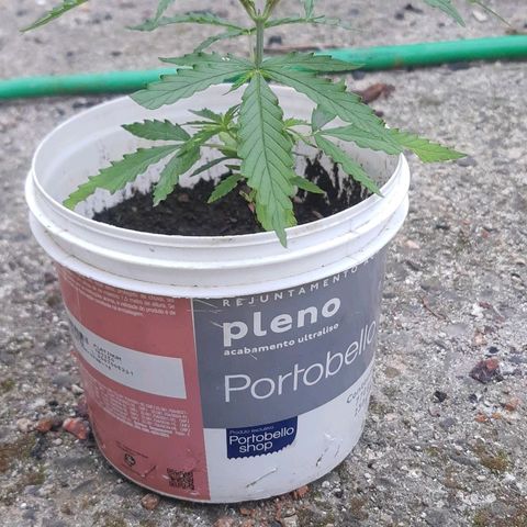 Pren_1 growlog photo: Npk