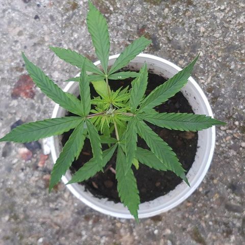 Pren_1 growlog photo: Npk