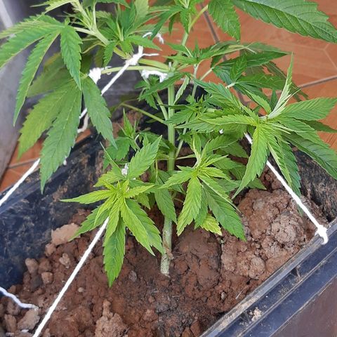 Pren_2/purple(?) growlog photo: Lst