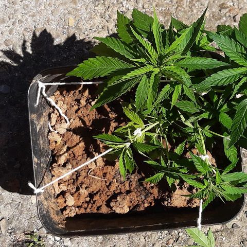 Pren_2/purple(?) growlog photo: Lst