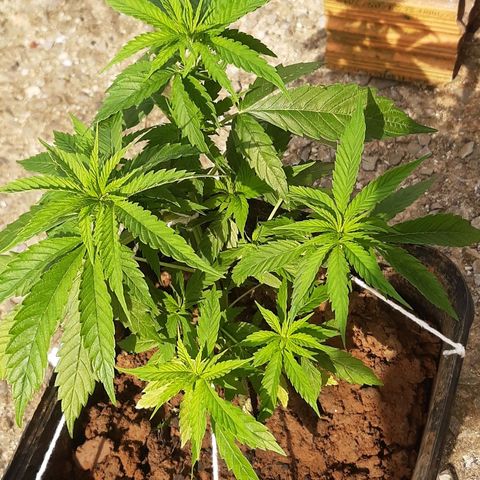 Pren_2/purple(?) growlog photo: Lst,poda