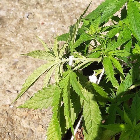 Pren_2/purple(?) growlog photo: Lst,poda