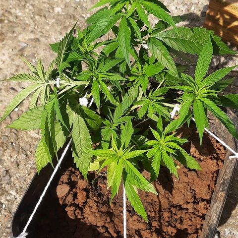 Pren_2/purple(?) growlog photo: Lst,poda