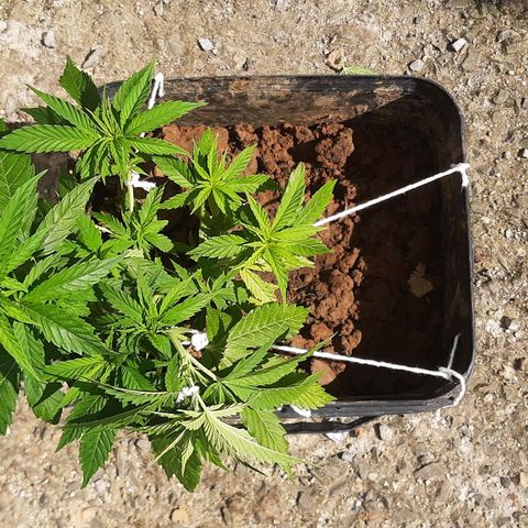 Pren_2/purple(?) growlog photo: Lst,poda