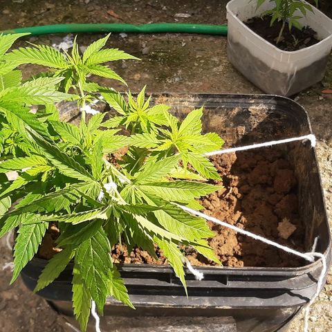 Pren_2/purple(?) growlog photo: Lst,poda