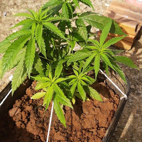 Pren_2/purple(?) growlog photo: Lst,poda