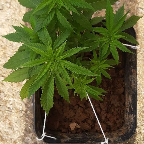 Pren_2/purple(?) growlog photo: Lst,poda