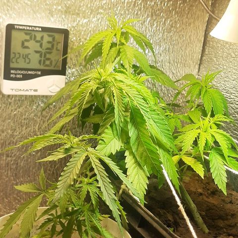 Pren_2/purple(?) growlog timeline photo