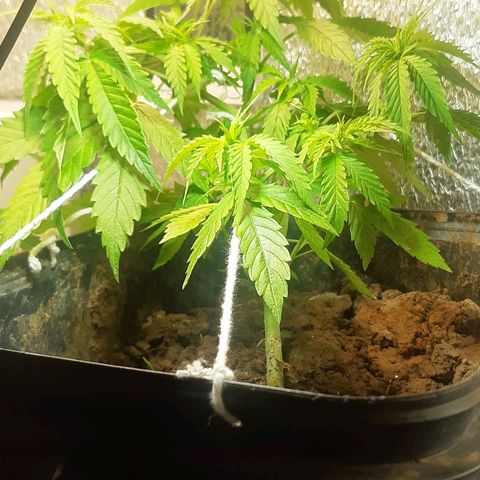 Pren_2/purple(?) growlog timeline photo