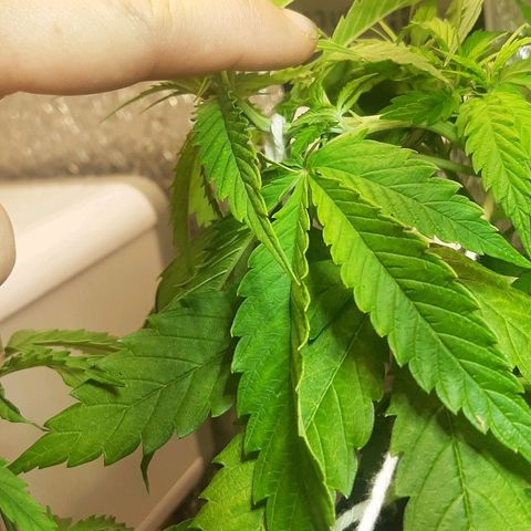 Pren_2/purple(?) growlog timeline photo
