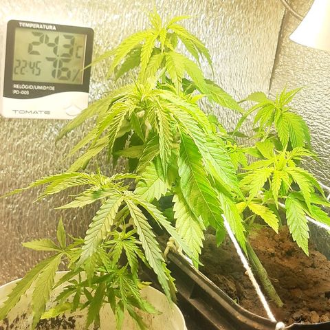 Pren_2/purple(?) growlog timeline photo