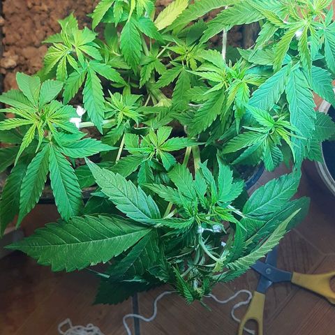 Pren_2/purple(?) growlog photo: Lst
