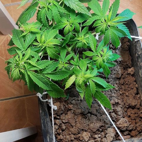Pren_2/purple(?) growlog photo: Lst
