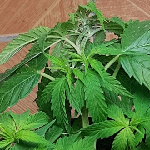 Pren_2/purple(?) growlog photo: Lst