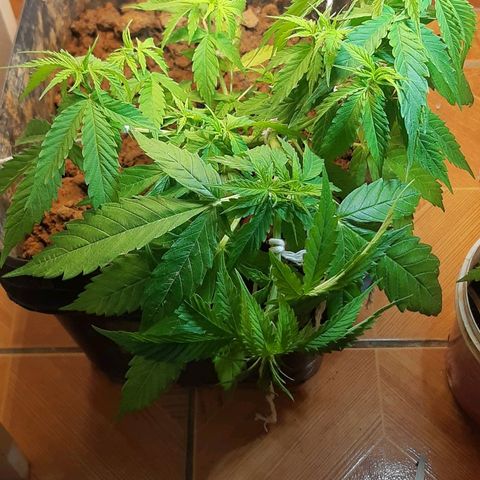 Pren_2/purple(?) growlog photo: Lst