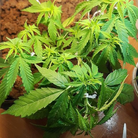 Pren_2/purple(?) growlog photo: Lst