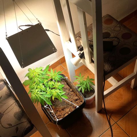 Pren_1 growlog photo: Mudanças no setup do grow