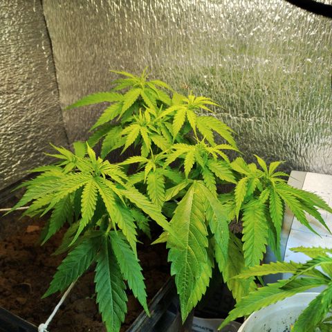 Pren_2/purple(?) growlog timeline photo