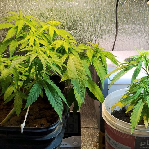 Pren_2/purple(?) growlog timeline photo
