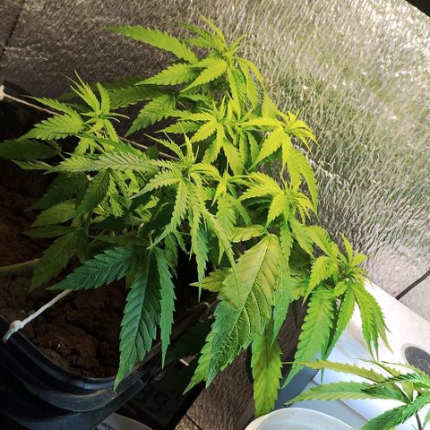 Pren_2/purple(?) growlog timeline photo
