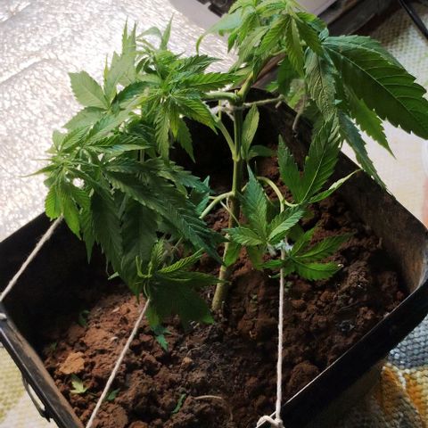 Pren_2/purple(?) growlog photo: Lst,poda