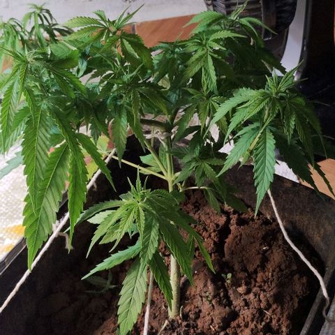 Pren_2/purple(?) growlog photo: Lst,poda