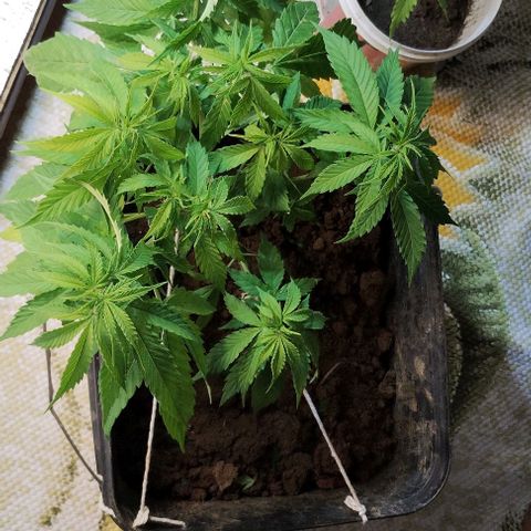 Pren_2/purple(?) growlog photo: Lst,poda
