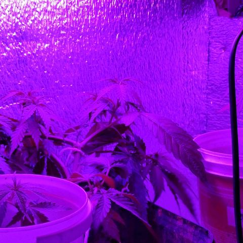 Pren_2/purple(?) growlog photo: Lst,troca de led