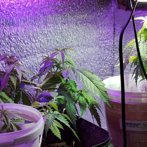 Pren_2/purple(?) growlog photo: Lst,troca de led