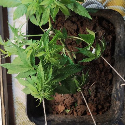 Pren_2/purple(?) growlog photo: Lst,troca de led